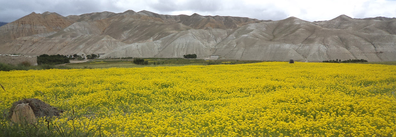 Mustard flowers in Upper Mustang