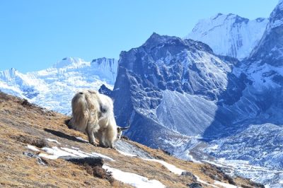 Animals in Everest region