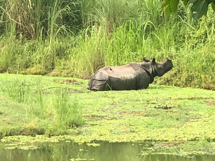 Rhinocerous in Chitwan