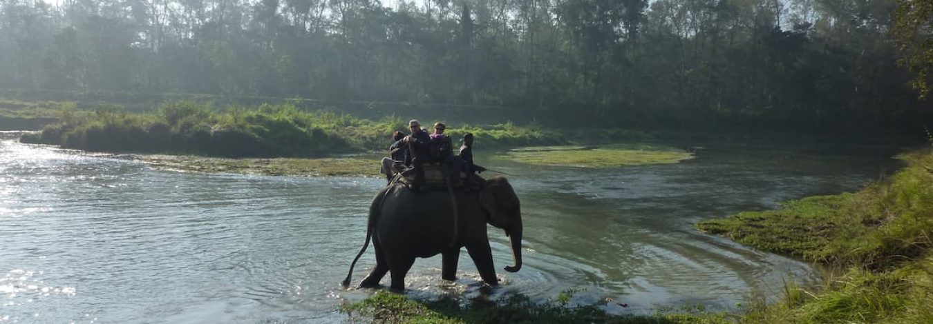 Elephant safari in chitwan