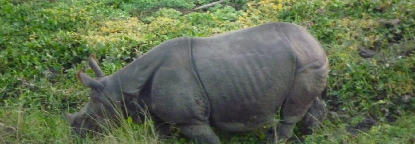 Rhinocerous @ chitwan